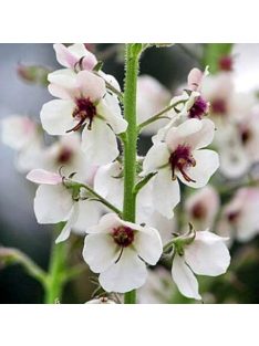   Molyűző ökörfarkkóró / VERBASCUM blattaria f. albiflorum 