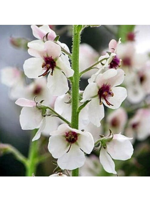 Molyűző ökörfarkkóró / VERBASCUM blattaria f. albiflorum 