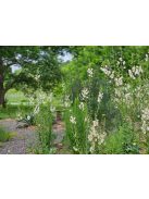 Molyűző ökörfarkkóró / VERBASCUM blattaria f. albiflorum 