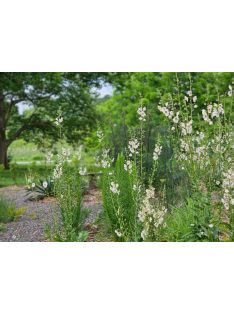   Molyűző ökörfarkkóró / VERBASCUM blattaria f. albiflorum 