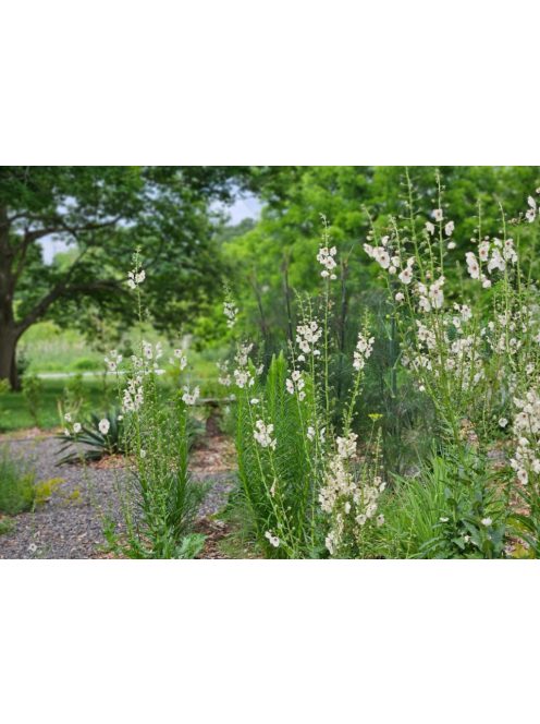 Molyűző ökörfarkkóró / VERBASCUM blattaria f. albiflorum 