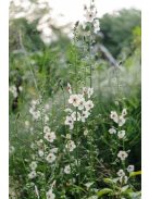 Molyűző ökörfarkkóró / VERBASCUM blattaria f. albiflorum 