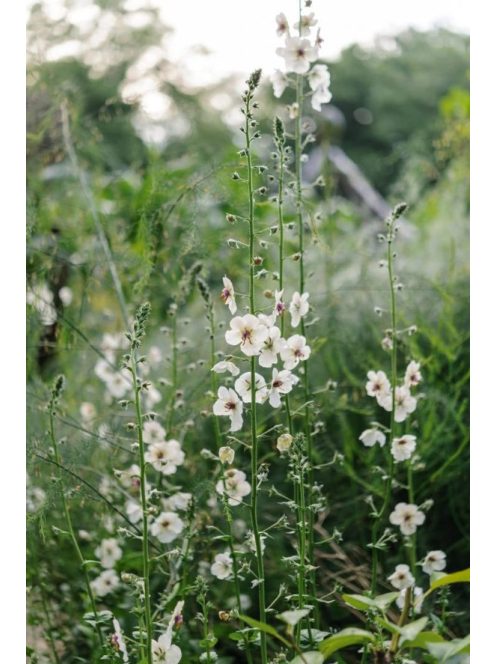 Molyűző ökörfarkkóró / VERBASCUM blattaria f. albiflorum 