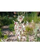 Molyűző ökörfarkkóró / VERBASCUM blattaria f. albiflorum 