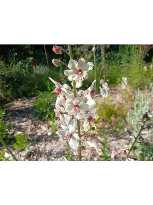Molyűző ökörfarkkóró / VERBASCUM blattaria f. albiflorum 