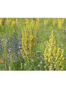 Kis-ázsiai ökörfarkkóró / VERBASCUM olympicum 
