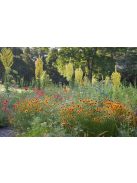 Kis-ázsiai ökörfarkkóró / VERBASCUM olympicum 