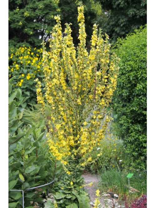 Kis-ázsiai ökörfarkkóró / VERBASCUM olympicum 