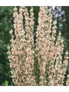 Kis-ázsiai ökörfarkkóró / VERBASCUM olympicum f. album 