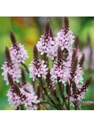 Lándzsalevelű verbéna / VERBENA hastata 'Pink Spires'