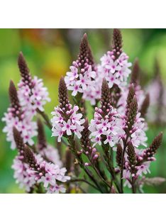   Lándzsalevelű verbéna / VERBENA hastata 'Pink Spires'