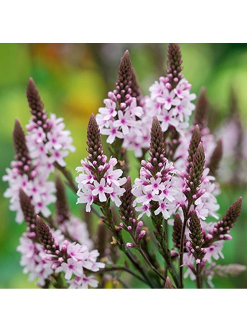 Lándzsalevelű verbéna / VERBENA hastata 'Pink Spires'