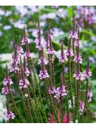 Lándzsalevelű verbéna / VERBENA hastata 'Pink Spires'