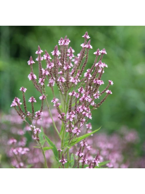 Lándzsalevelű verbéna / VERBENA hastata 'Pink Spires'
