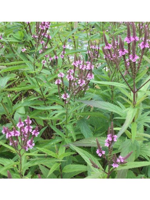 Lándzsalevelű verbéna / VERBENA hastata 'Pink Spires'