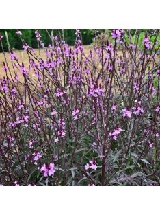   Közönséges vasfű / VERBENA officinalis var. grandiflora 'Bampton'