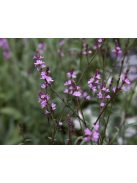 Közönséges vasfű / VERBENA officinalis var. grandiflora 'Bampton'