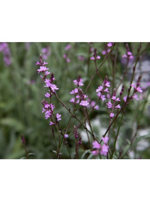 Közönséges vasfű / VERBENA officinalis var. grandiflora 'Bampton'
