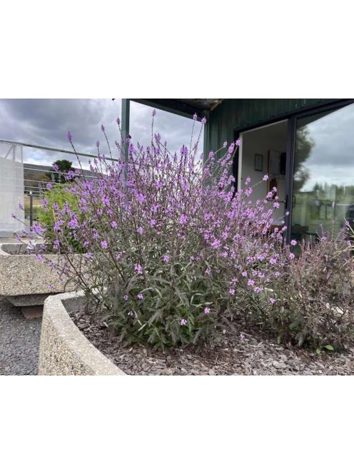 Közönséges vasfű / VERBENA officinalis var. grandiflora 'Bampton'
