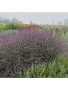 Közönséges vasfű / VERBENA officinalis var. grandiflora 'Bampton'