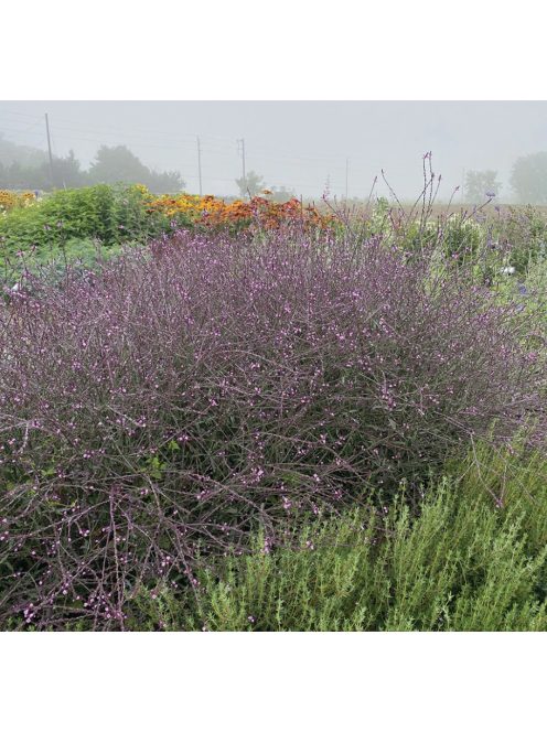 Közönséges vasfű / VERBENA officinalis var. grandiflora 'Bampton'