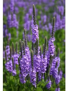 Magas vasfű / VERBENA stricta 