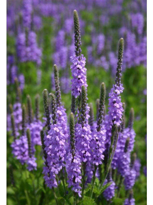 Magas vasfű / VERBENA stricta 