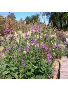 Magas vasfű / VERBENA stricta 
