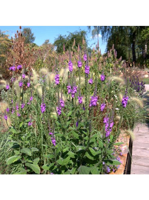 Magas vasfű / VERBENA stricta 