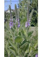 Magas vasfű / VERBENA stricta 