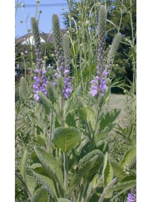 Magas vasfű / VERBENA stricta 
