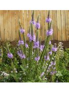 Magas vasfű / VERBENA stricta 