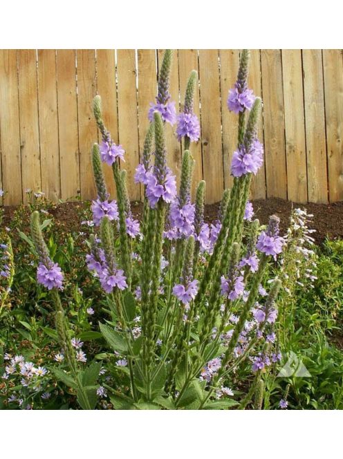 Magas vasfű / VERBENA stricta 