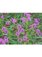 Vernónia / VERNONIA lettermannii 