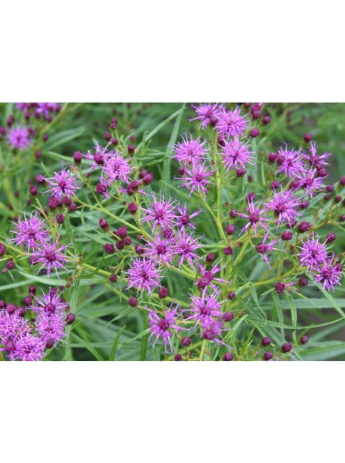 Vernónia / VERNONIA lettermannii 