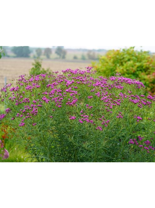 Vernónia / VERNONIA lettermannii 
