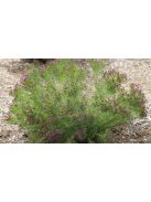 Vernónia / VERNONIA lettermannii 