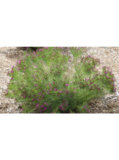 Vernónia / VERNONIA lettermannii 