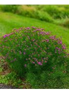 Vernónia / VERNONIA lettermannii 