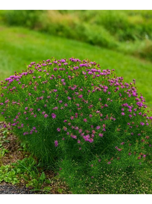 Vernónia / VERNONIA lettermannii 