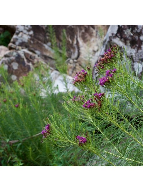 Vernónia / VERNONIA lettermannii 
