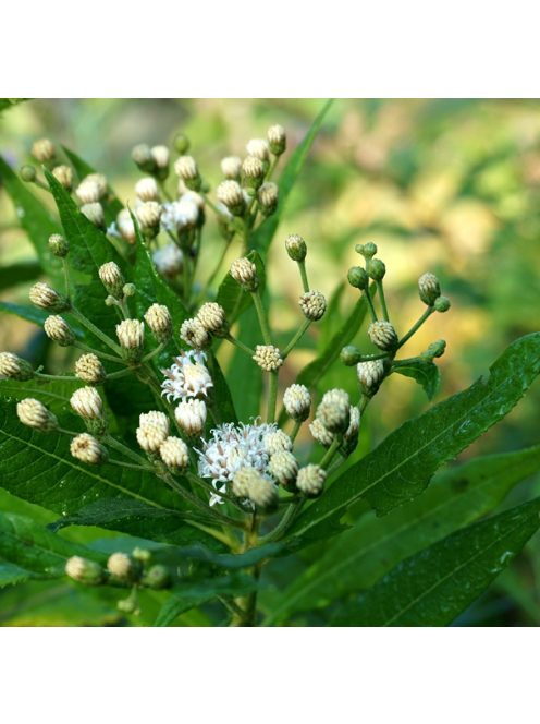 Vernónia / VERNONIA noveboracensis 'White Lightning'
