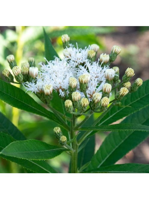 Vernónia / VERNONIA noveboracensis 'White Lightning'