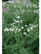 Vernónia / VERNONIA noveboracensis 'White Lightning'
