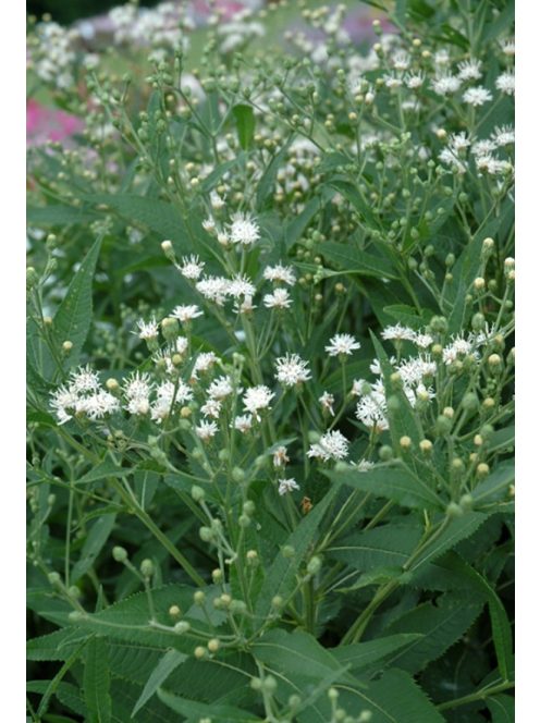 Vernónia / VERNONIA noveboracensis 'White Lightning'