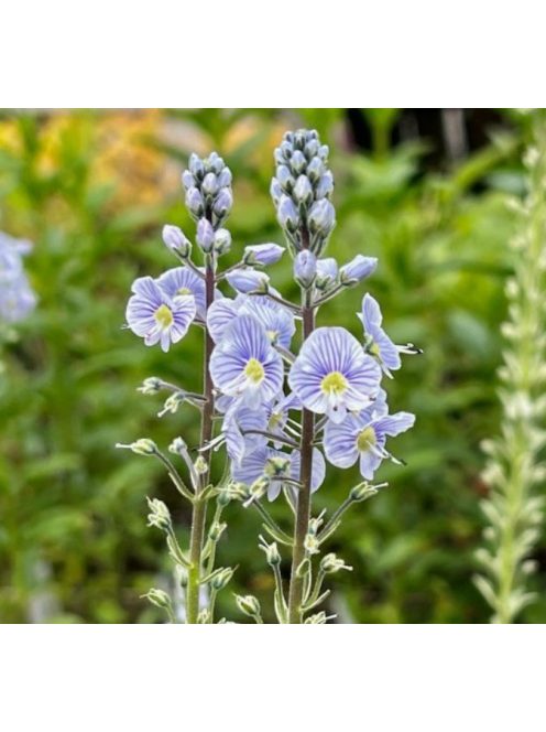 Tárnicslevelű veronika / VERONICA gentianoides 'Little Blues'