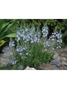 Tárnicslevelű veronika / VERONICA gentianoides 'Little Blues'