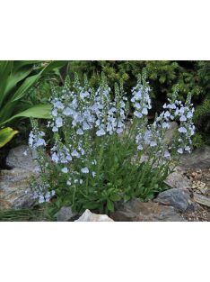   Tárnicslevelű veronika / VERONICA gentianoides 'Little Blues'