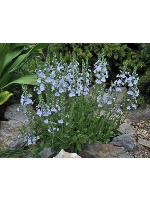 Tárnicslevelű veronika / VERONICA gentianoides 'Little Blues'