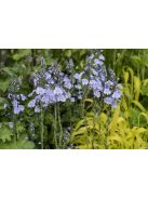 Tárnicslevelű veronika / VERONICA gentianoides 'Little Blues'